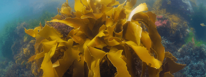 Brown Seaweed Extract