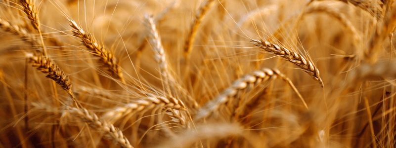 Hyaluronic acid - Primalhyal 50