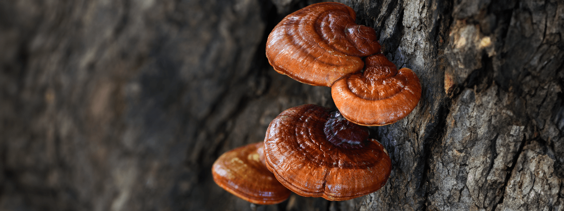 Mushrooms 'Helps Keep Fat Off'