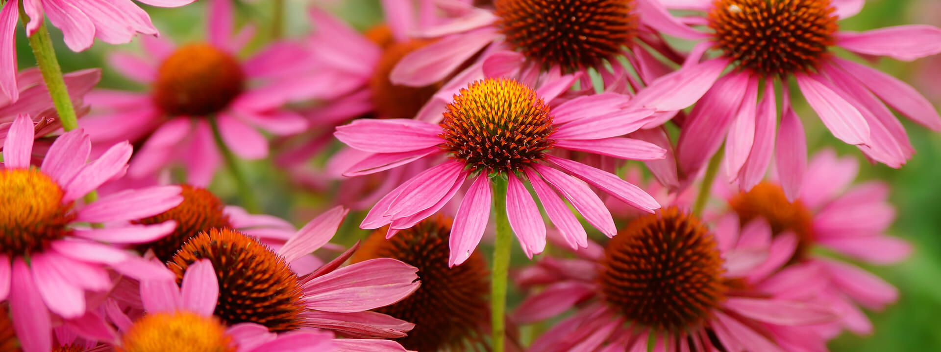 Natural Remedies For Bugs!