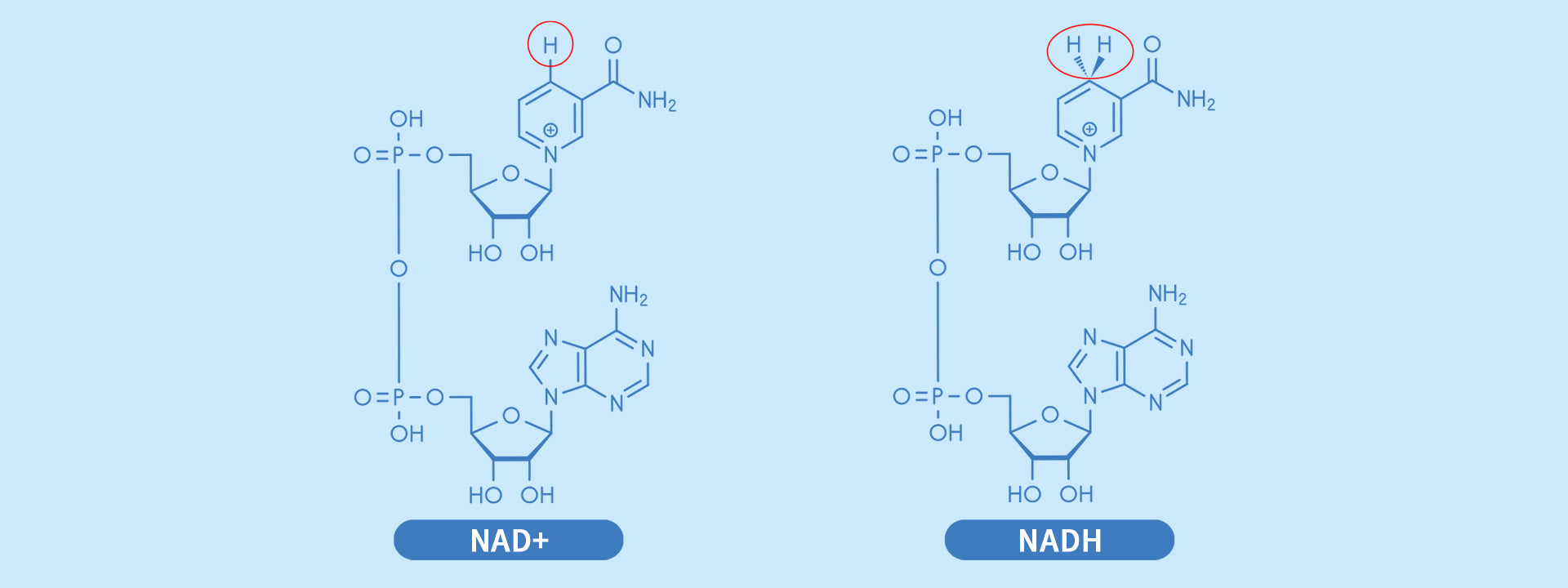 What is NAD+ and Why Do We Need It?