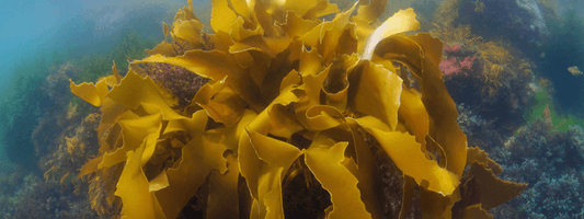 Brown Seaweed Extract
