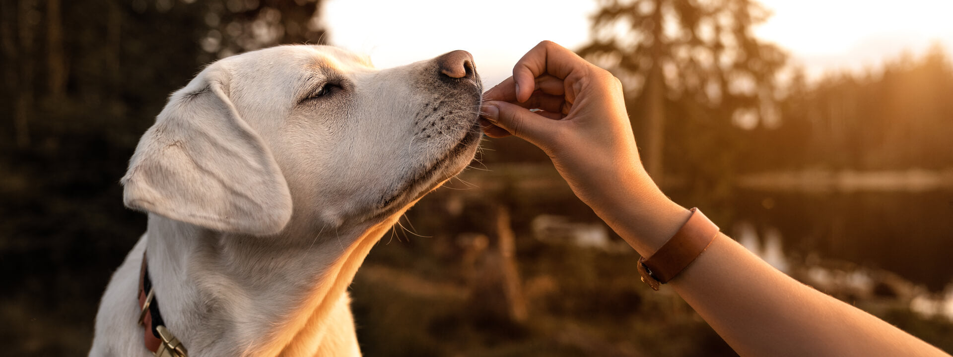 Conference for Alternative Medicine for Pets