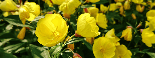 Evening Primrose Oil
