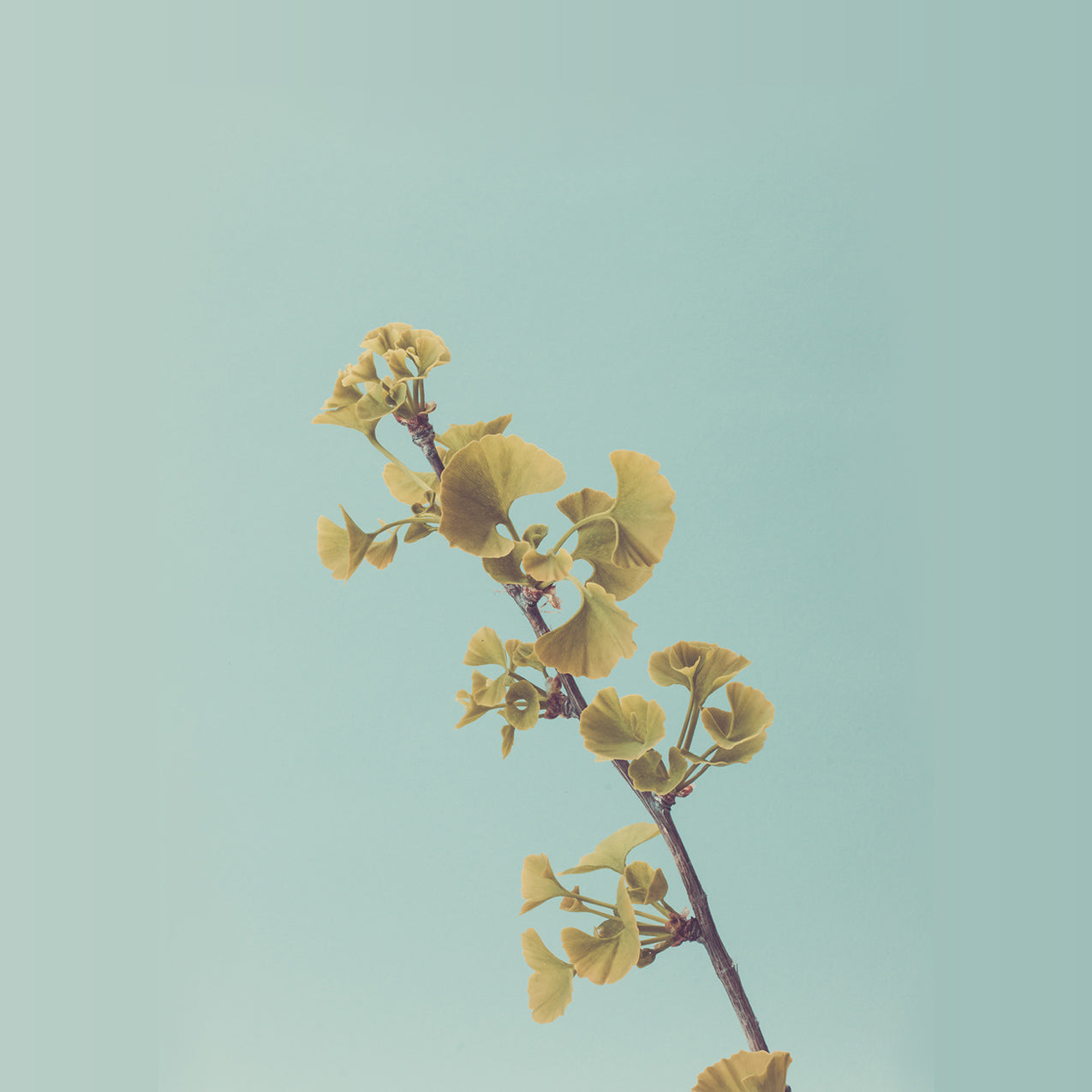 Ginkgo Biloba Shows Neural Stem Cells Promise