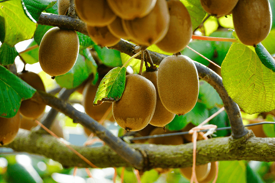 Why Your Gut Loves Kiwifruit: Nutritional Superfruit from New Zealand