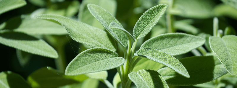 Sage Extract (Sibelius™ Sage)