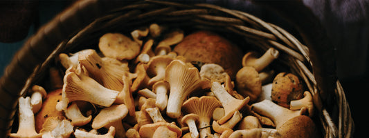 Superfood Spotlight: Medicinal Mushrooms