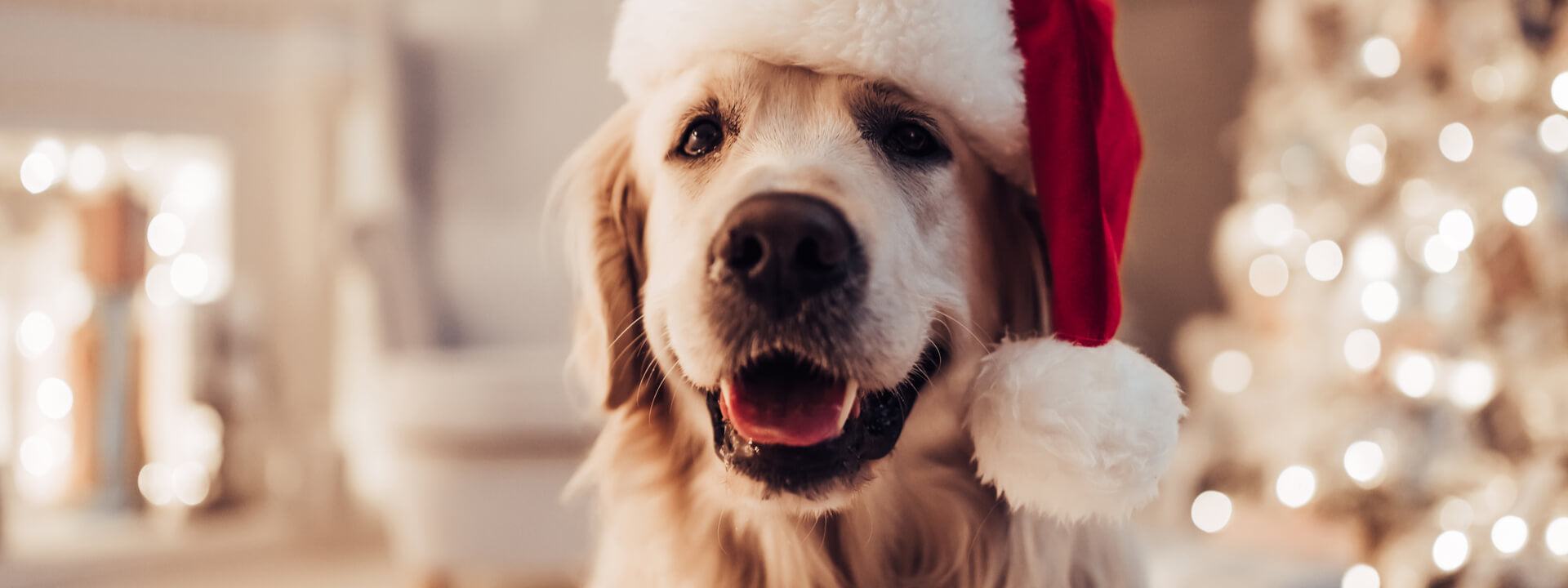 Treat Your Dog To Good Health This Holiday Season