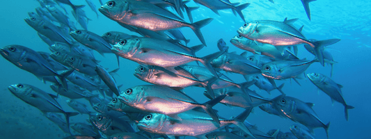 What Does EPA Stand For in Nutrition and Supplements?