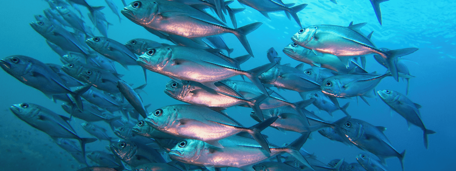 What Does EPA Stand For in Nutrition and Supplements?