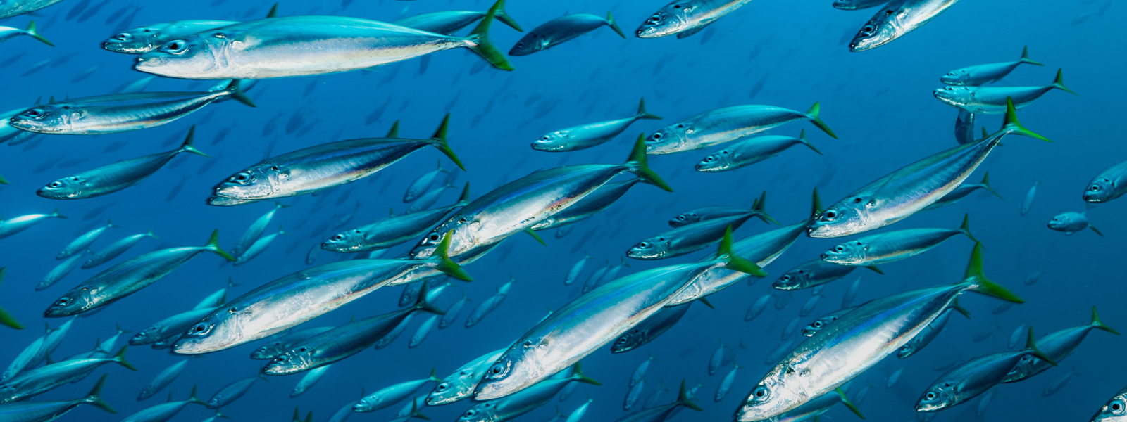 What Is Eicosapentaenoic Acid (EPA) and How Does It Benefit the Body?