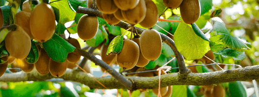 Why Is Kiwifruit from New Zealand Considered a Superfruit?